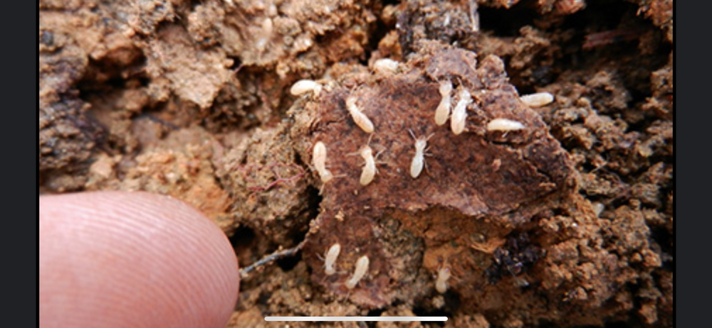 Termite for All-In Pest Control & Home Solutions in Greene County, IN