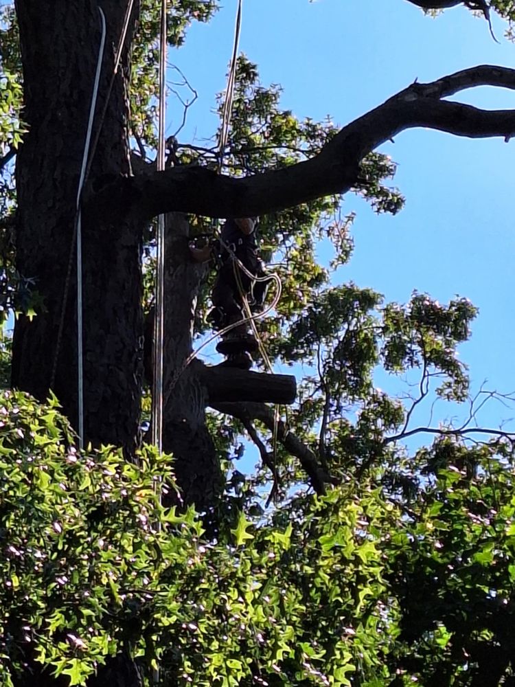 All Photos for Highborn Tree Service in Wheatfield, IN