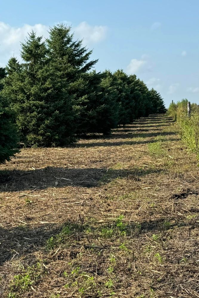 Land Clearing for RTK Co. Land Management in Raymond, MN