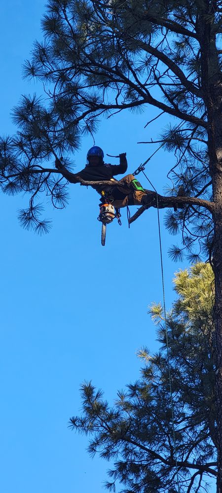 All Photos for StockPro Tree Specialists in Show Low, AZ
