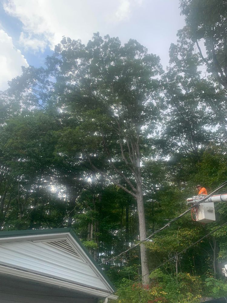 All Photos for Optimum Tree Service And Landscaping in Bowling Green, KY