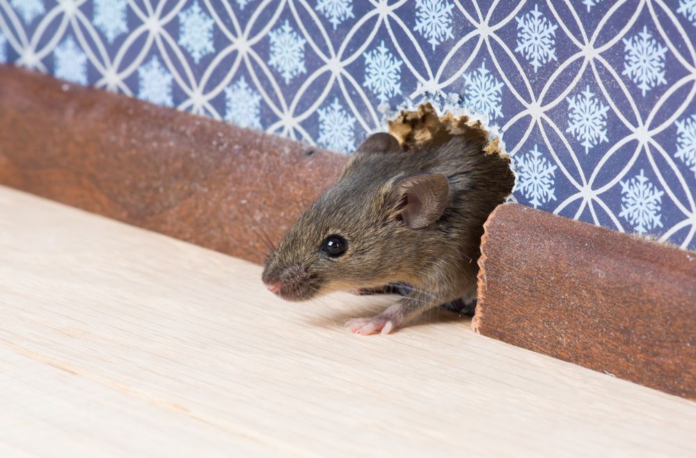 Our Residential Wildlife Control service expertly removes unwanted wildlife from your home, ensuring safety and peace of mind while preventing future infestations with humane and effective solutions tailored to your needs. for The Critter Crew in DFW, TX