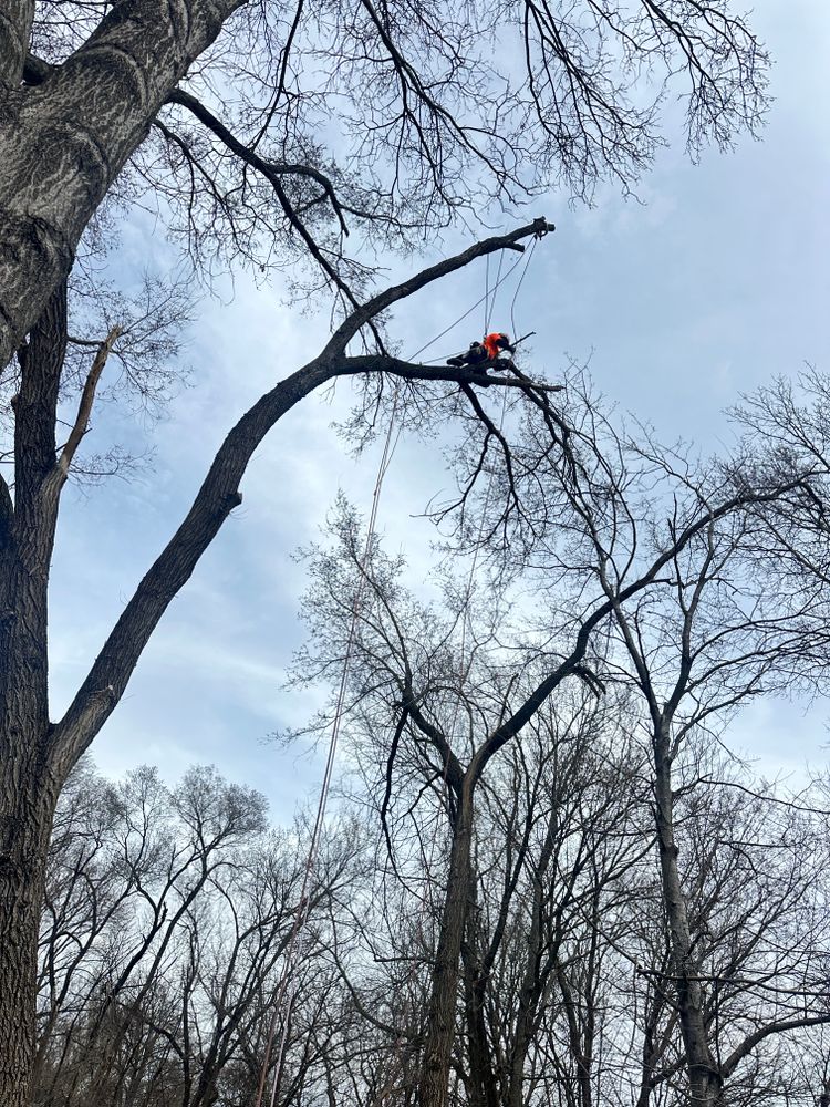 All Photos for Cross Family Tree Service in Kearney, MO