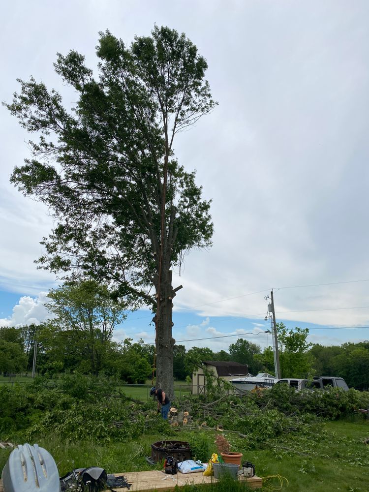 Tree Removal for Houtz Tree Service in Lexington, KY