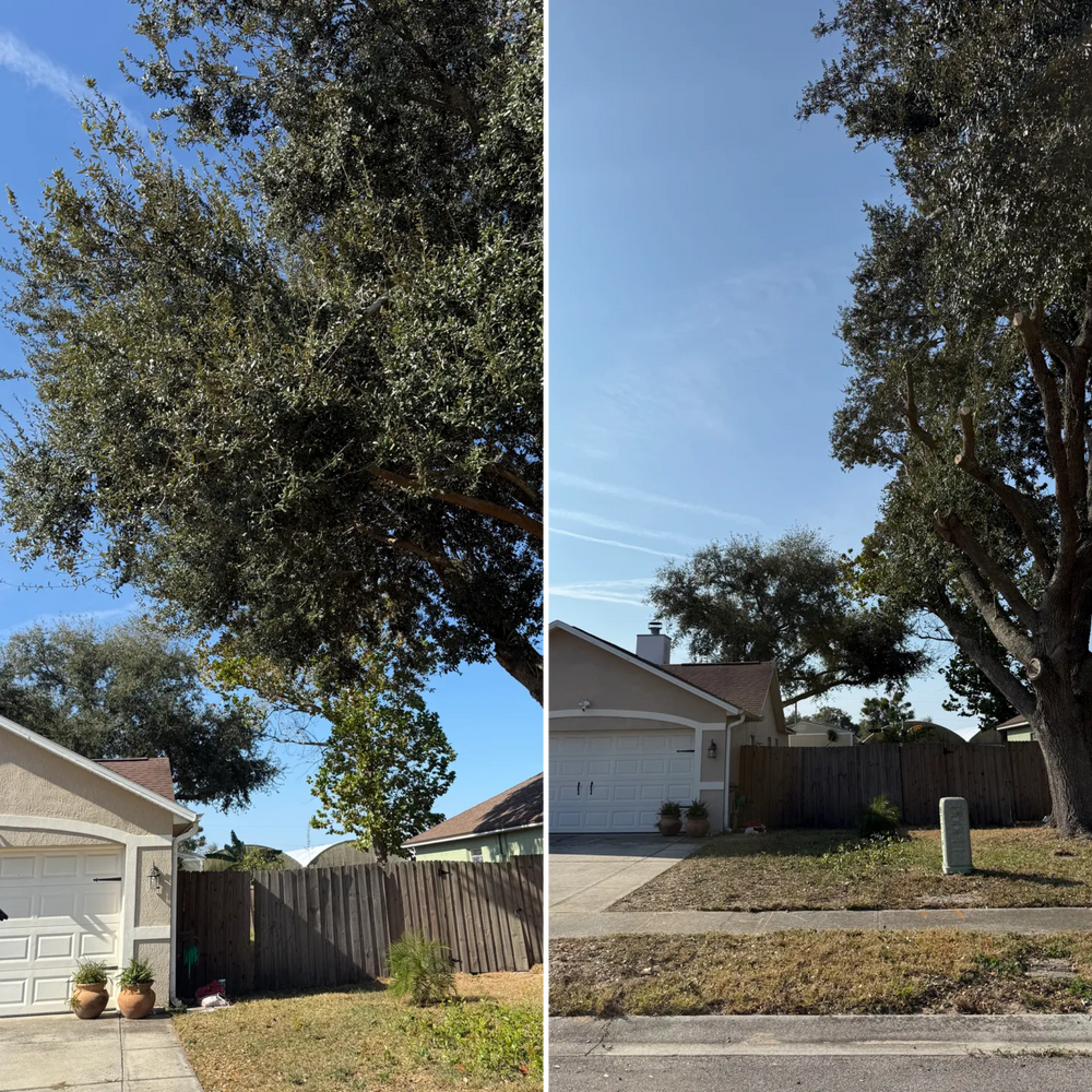 All Photos for Amerigrown Tree And Lawn in Apopka, FL