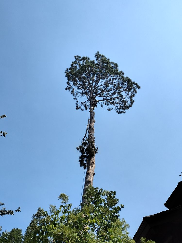 Tree Removal for Dan's tree service in Bemidji, MN