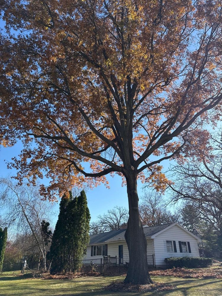All Photos for Fransen's Tree Service  in Freeport, IL