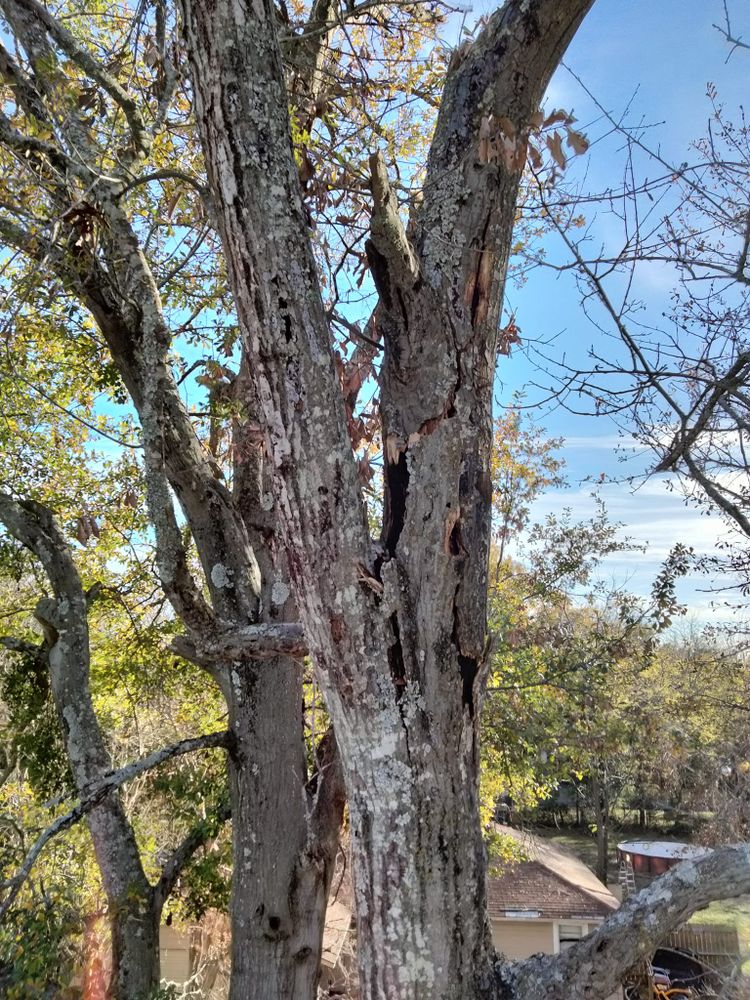 Tree Removal for J&S Tree Services  in Quitman,  TX