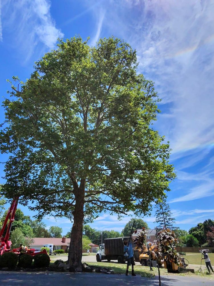 All Photos for F & F Tree Service in Beavercreek, OH