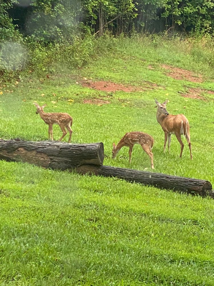 All Photos for A.D's Fencing Company in Madisonville, TN