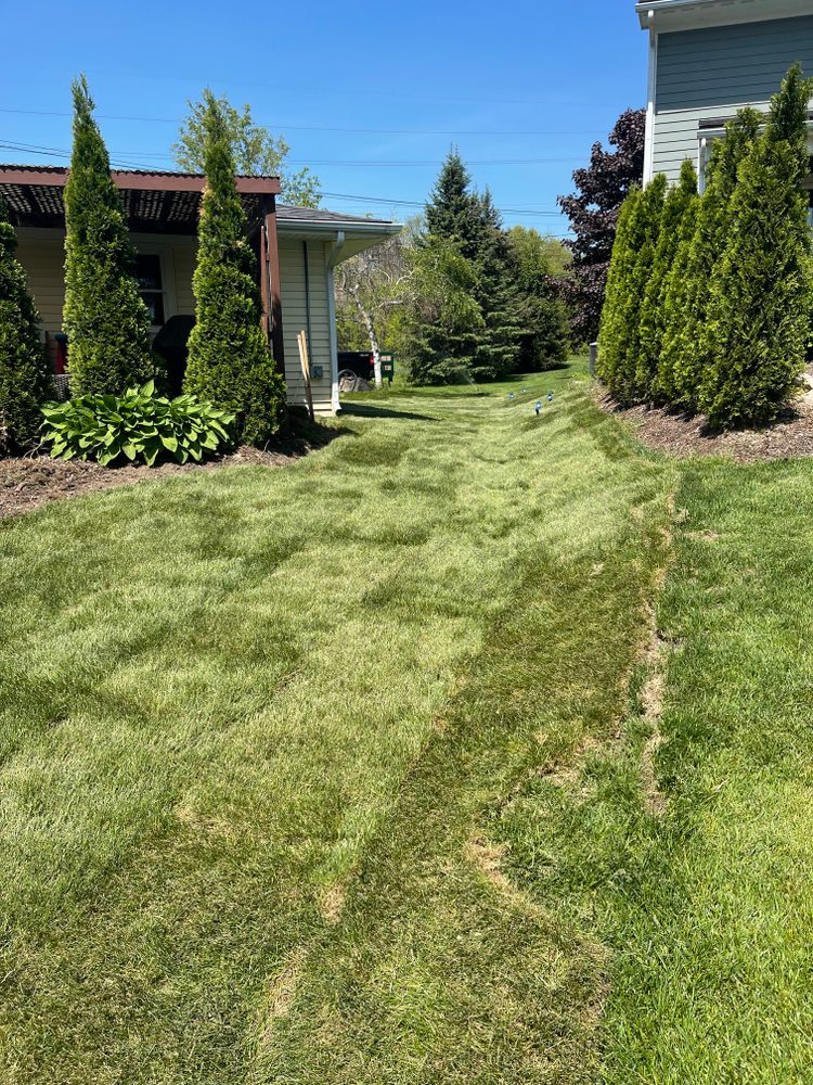 Sod installation for Steed's Lawn and Landscape LLC in White Lake, MI