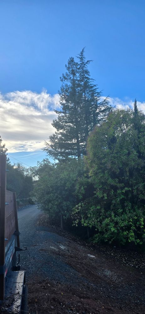 All Photos for George Staddan's Professional Tree Care in Placerville, CA