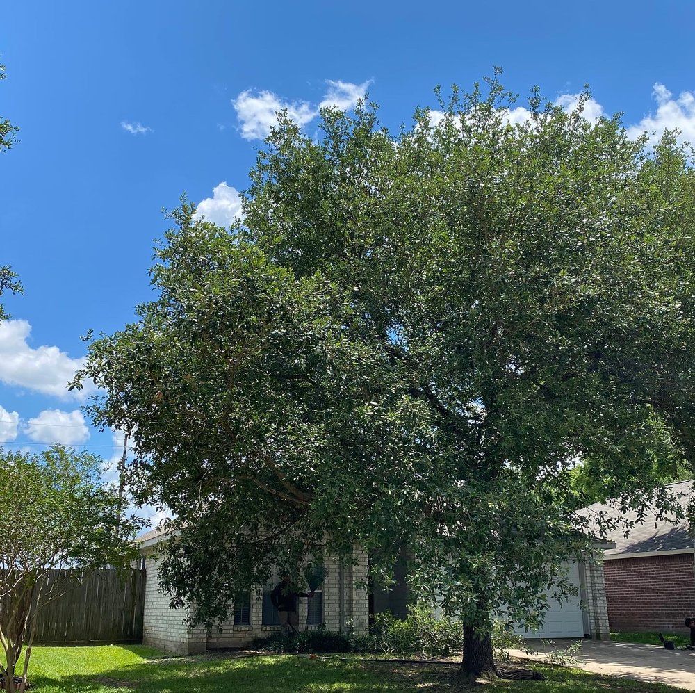 Tree Services for Greenfield Tree Services in Manvel, TX