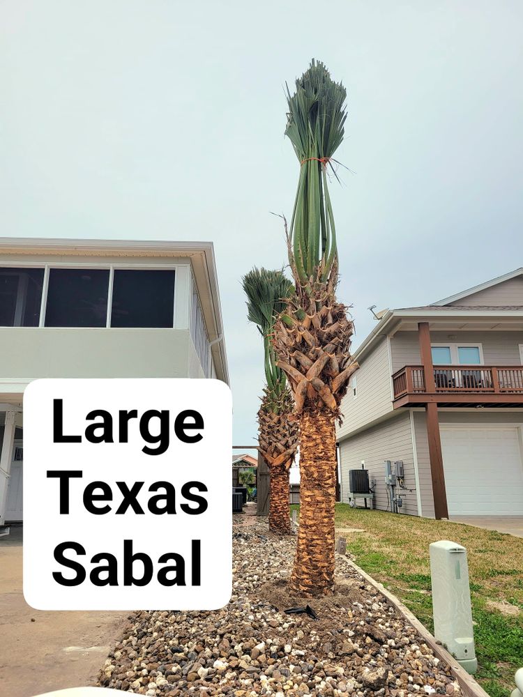 All Photos for CRM Palm & Landscaping in Rockport, TX