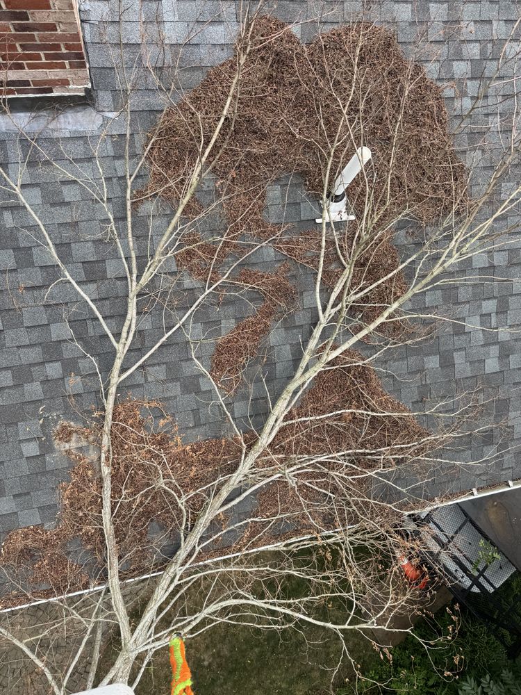 Tree Removal for Robery's Tree Service in West Wareham, MA