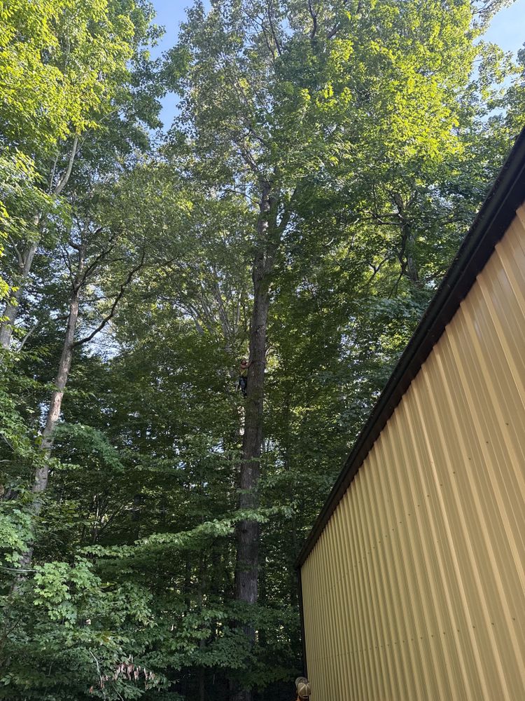 All Photos for Lightning Tree Service in Corydon, IN