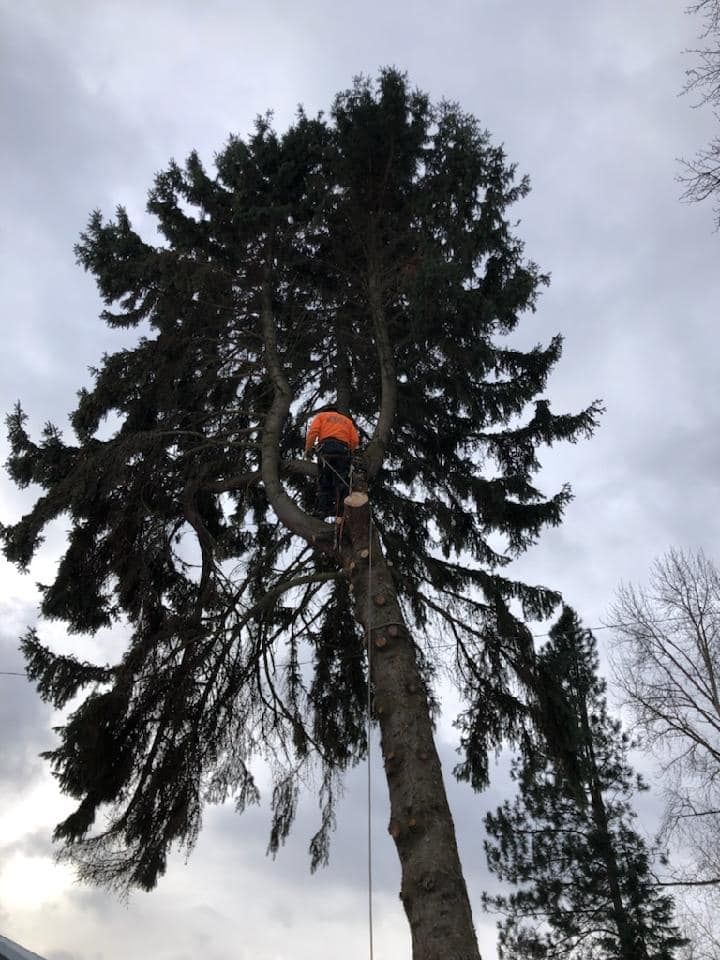All Photos for Ekstedt Tree Services in Troy, MT