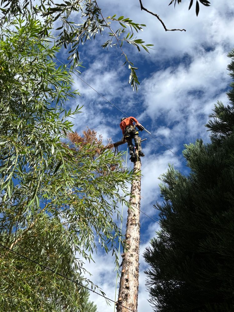 All Photos for Ascension Tree Care LLC in Yakima County, WA