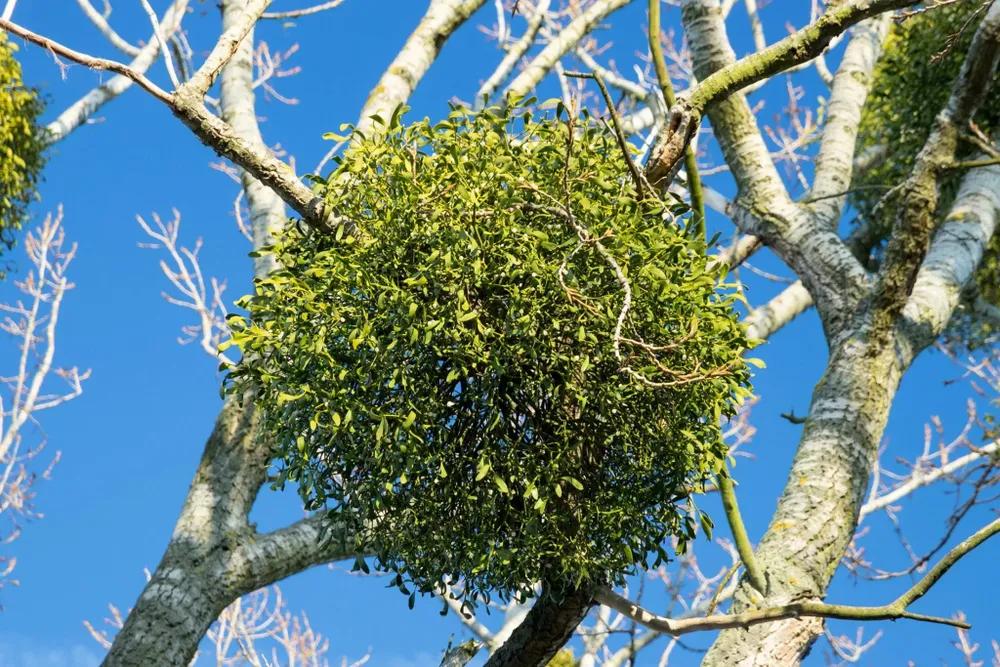 Our Mistletoe Removal service provides expert care to safely and effectively eliminate mistletoe from your trees, safeguarding their health and ensuring your landscape remains beautiful and vibrant throughout the year. for Sammy's Tree Services in Rancho Cordova, CA