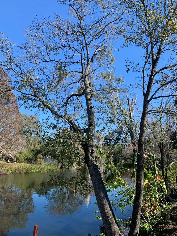 Tree Removal for Bills Tree Service in Valrico, FL