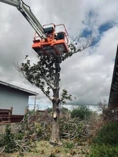 Tree Removal for Lion In The Tree Trimming Service in Big Spring, TX