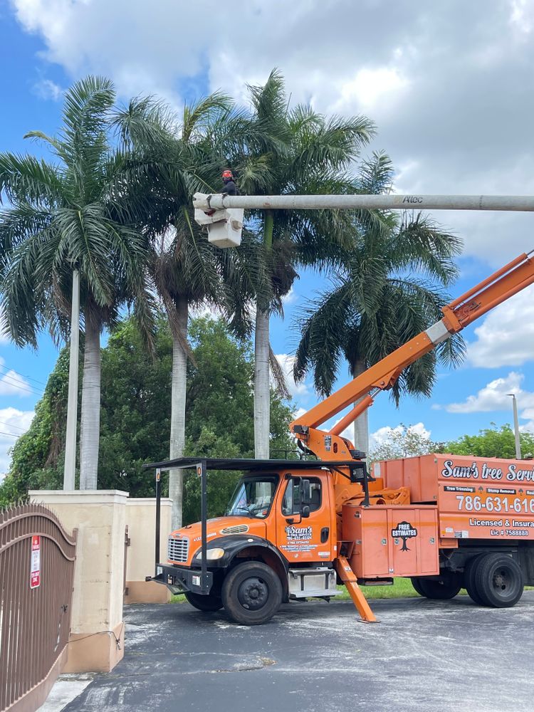 All Photos for Sam's Tree Service in Miami Beach,  FL