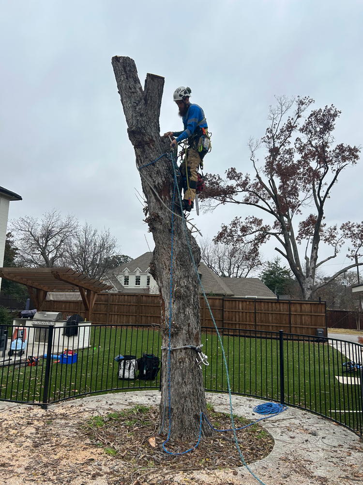 All Photos for Blu-J Tree Care in Arlington, TX
