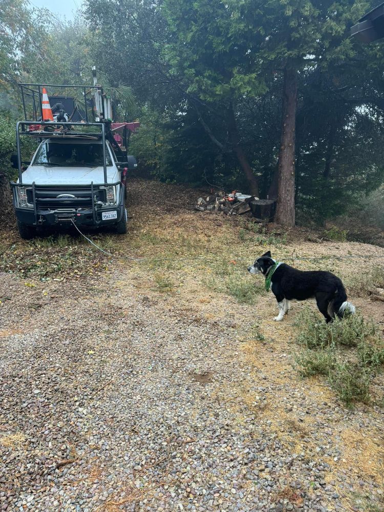 Property Clean Up for The Tree Fairy in Temecula, CA