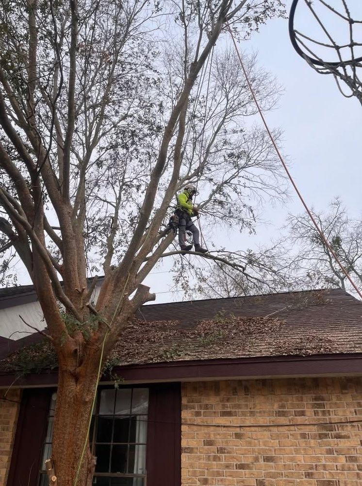 All Photos for Servin's Tree Care  in Houston, TX