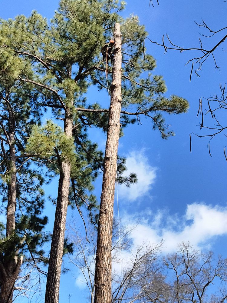 Tree Removal for J&S Tree Services  in Quitman,  TX