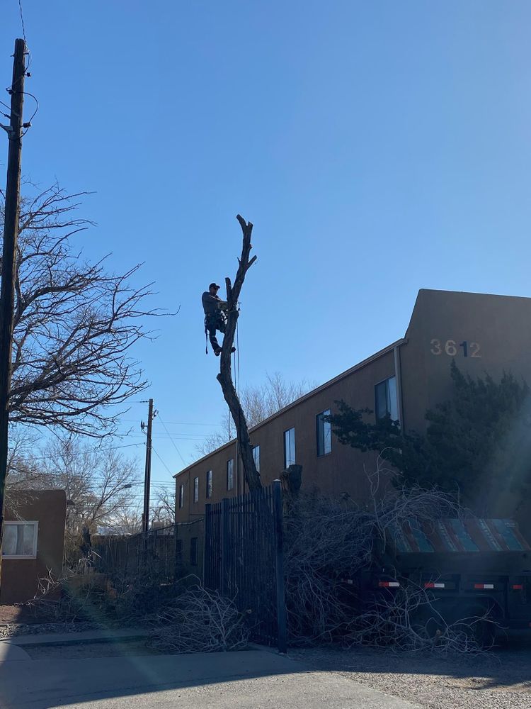 All Photos for Tree Service Miracles in Albuquerque, NM