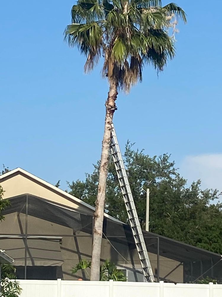 All Photos for Efficient and Reliable Tree Service in Lake Wales, FL