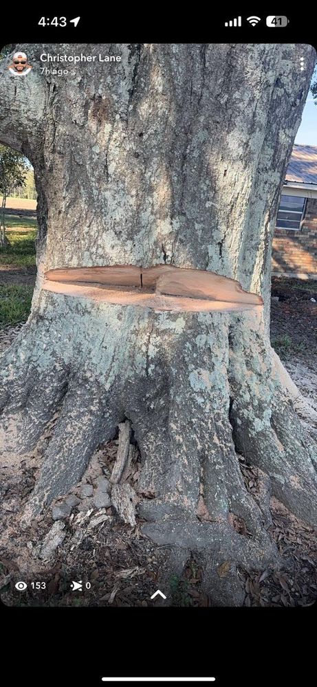 All Photos for Morace Tree Service in Natchez,,  MS