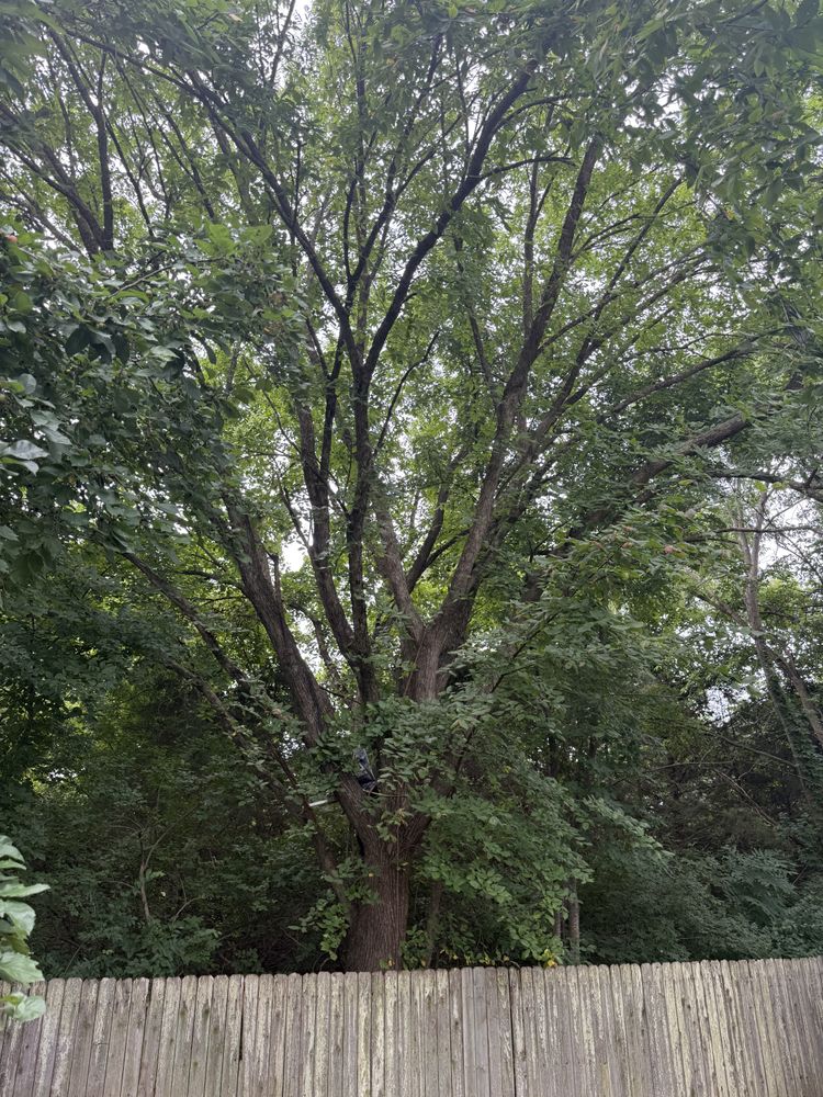 All Photos for Sky High Tree Service in Columbia, MO