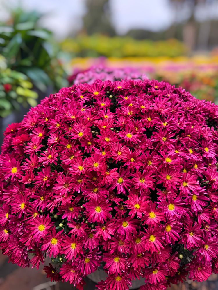 All Photos for Southern Roots Tree Farm in Crystal River, FL