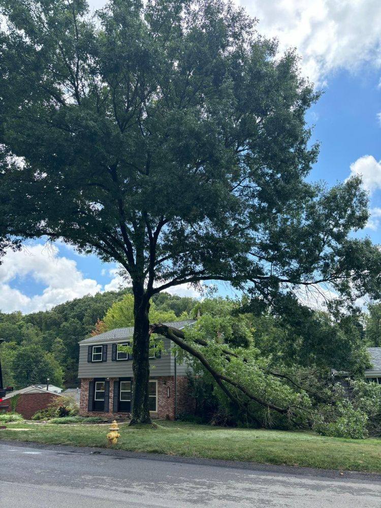 All Photos for JJ Tree Service in Gibsonia, PA