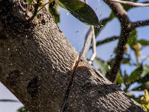All Photos for Sloan Tree Service in Aurora, CO
