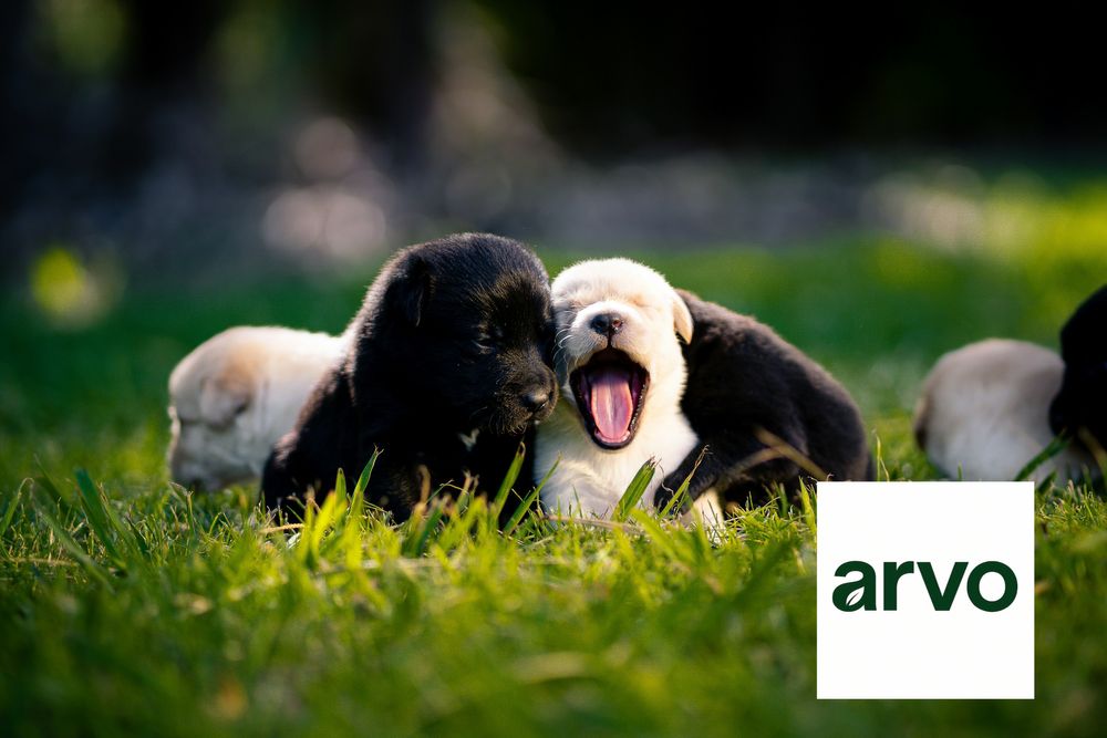 All Photos for Arvo Pest Control in Sandy, UT