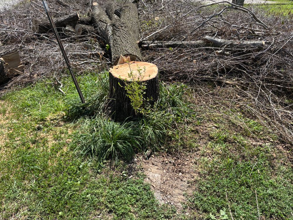 All Photos for Conrad's Stump Removal in Columbus, IN