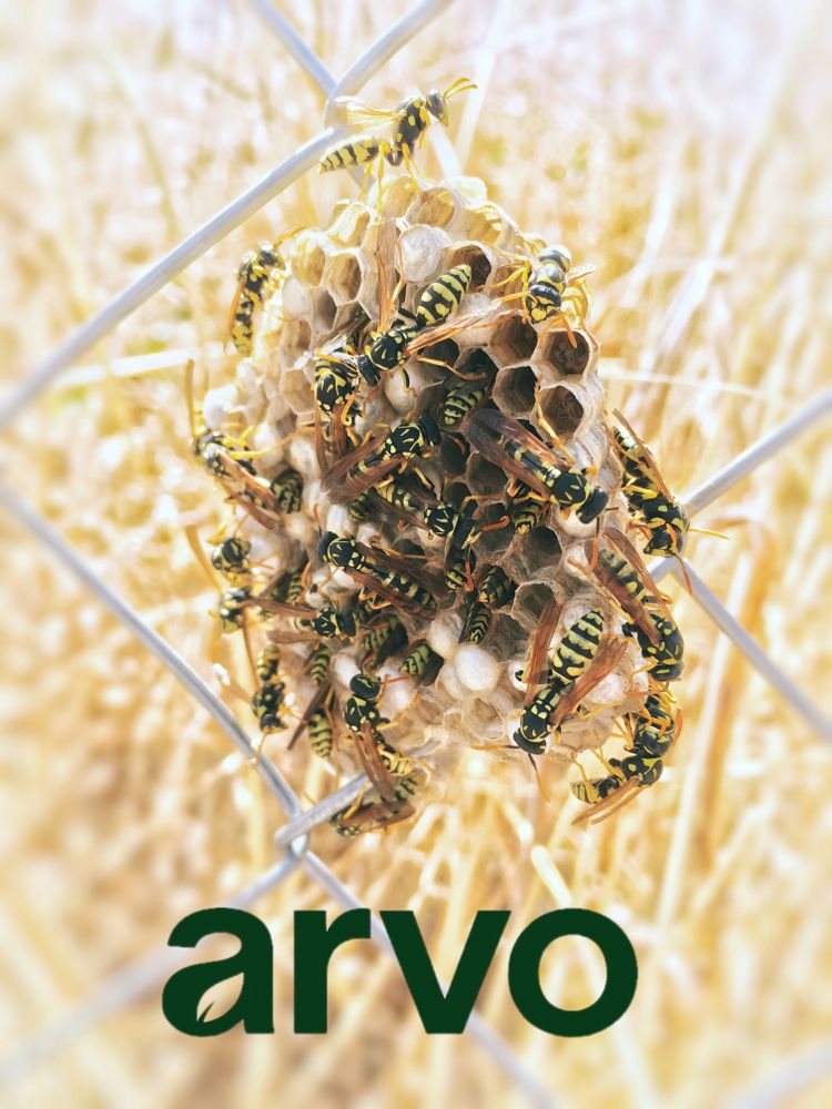 All Photos for Arvo Pest Control in Sandy, UT