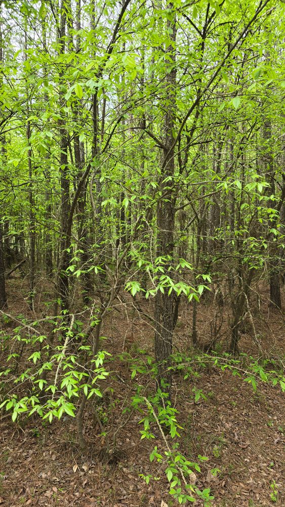 All Photos for Simmons land works in Sardis,, TN