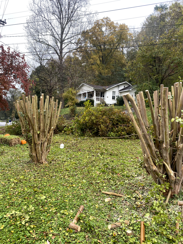 All Photos for Professional Tree Service USA in Chattanooga, TN