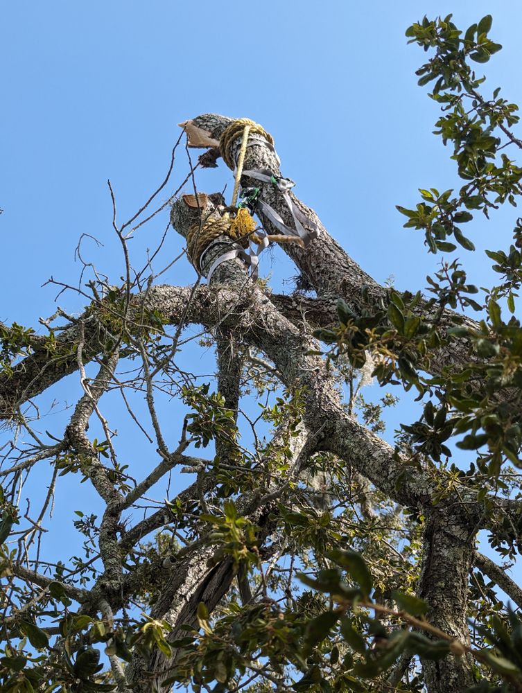 All Photos for Regal Tree Service and Stump Grinding in Wauchula, FL