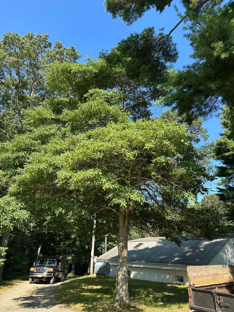 All Photos for Silver City Tree and Landscape in Taunton, MA