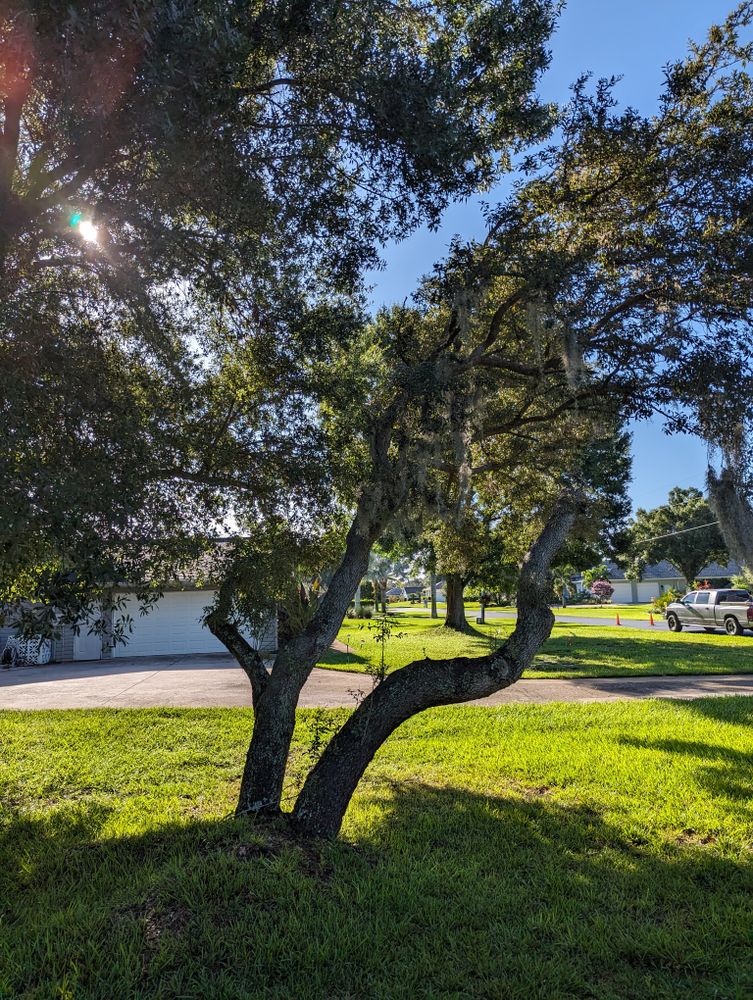 All Photos for Regal Tree Service and Stump Grinding in Wauchula, FL