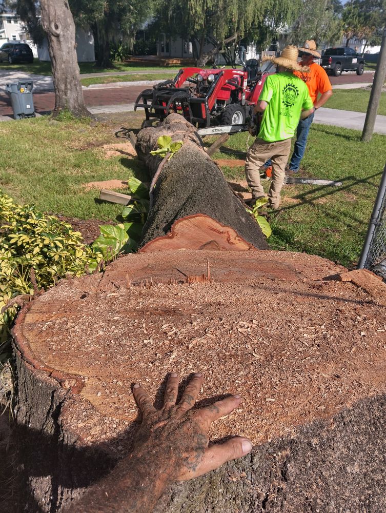 Tree Removal for Bills Tree Service in Valrico, FL