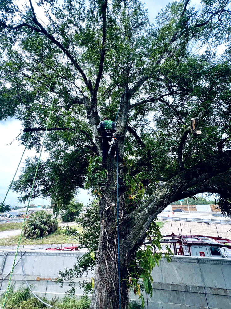 All Photos for Elevation Tree Service in Holiday, FL