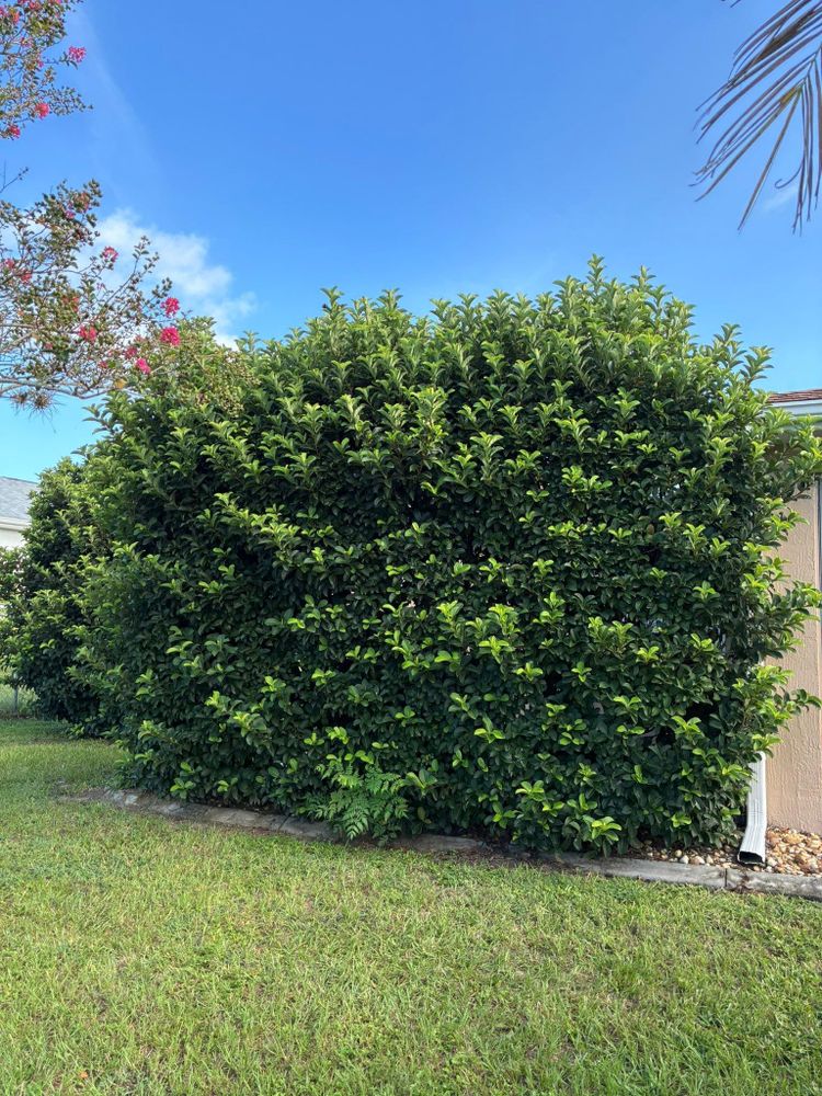 All Photos for Young's Lawn Services LLC in Ocala, FL