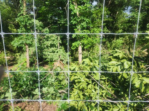 All Photos for Lawn Ranger Yard And Tree Service LLC in Ottumwa, IA