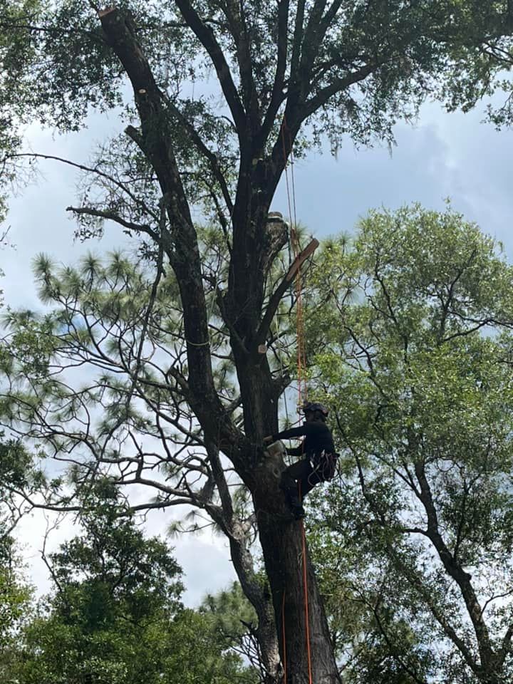 Tree Trimming and Removal for McGraw’s Lawn and Tree Service in DeLand, FL